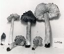 Hygrophorus cuspidatus image