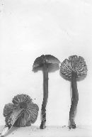 Hygrocybe deceptiva image