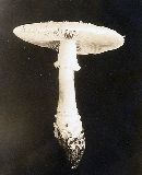 Amanita solitaria image