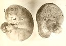 Image of Daldinia simulans