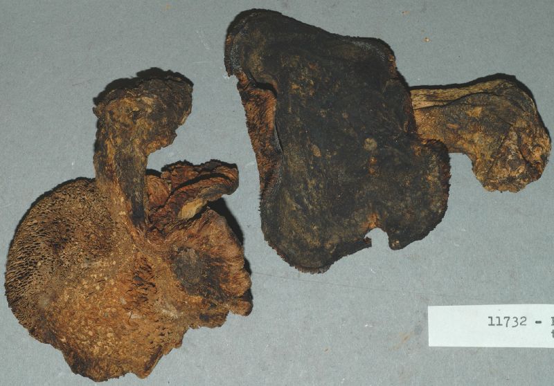 Polyporus canaliculatus image