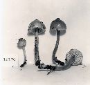 Hygrocybe irrigata image