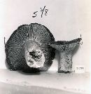 Russula eccentrica image