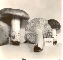 Russula fragilis image