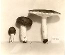 Russula praetenuis image