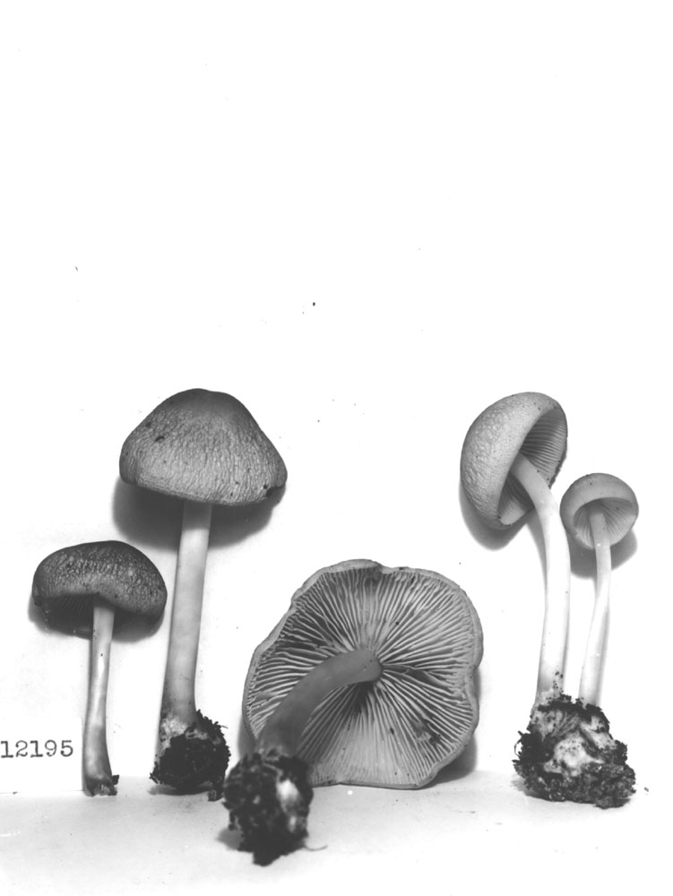 Collybia cystidiosa image