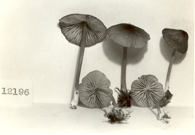 Entoloma parvum image