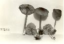 Entoloma parvum image