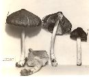 Entoloma lagenicystis image