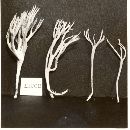 Clavulinopsis corniculata image