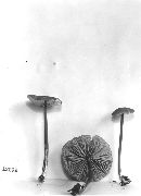 Entoloma highlandense image