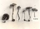 Cortinarius hemitrichus image