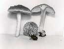 Entoloma murinum image