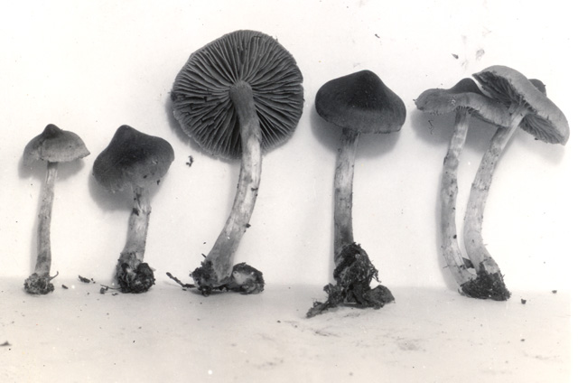 Cortinarius nigrellus image