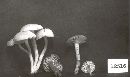 Hygrocybe ceracea image