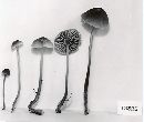 Mycena galopus var. galopus image