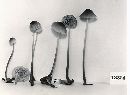 Mycena galopus var. galopus image