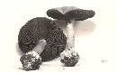 Cortinarius pulchrifolius image