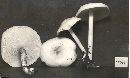 Rhodocollybia maculata image