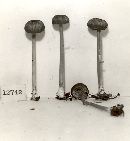 Entoloma subnigrum image