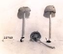 Entoloma unicolor image