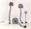 Hygrocybe miniata image
