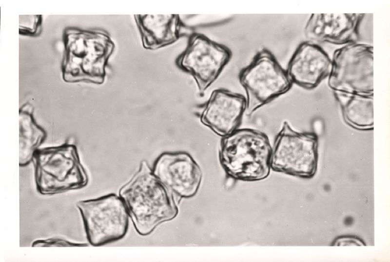 Entoloma gracile image