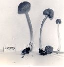 Entoloma fuliginosum image