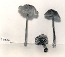 Entoloma canescens image