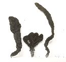 Xylaria polymorpha image
