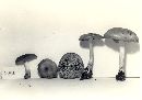 Entoloma murinum image