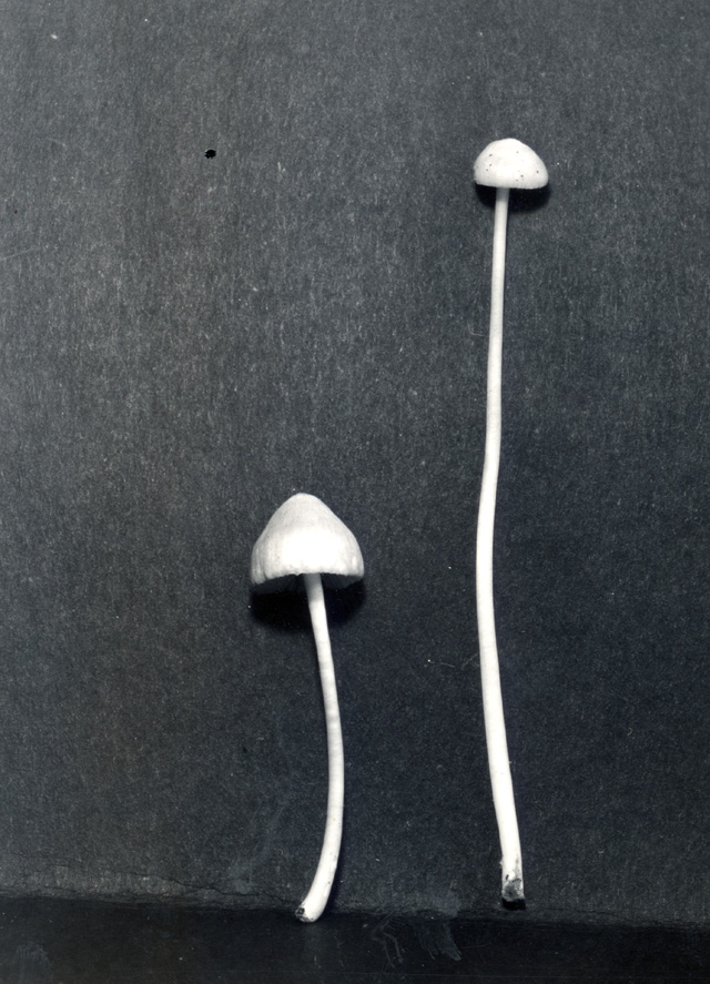 Entoloma albinellum image