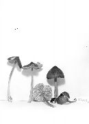 Entoloma marginatum image