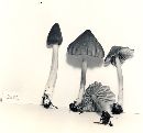 Entoloma lagenicystis image