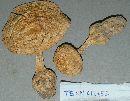 Amanita rhopalopus image