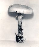 Agaricus cretacellus image