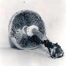 Agaricus cretacellus image