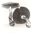 Agaricus cretacellus image