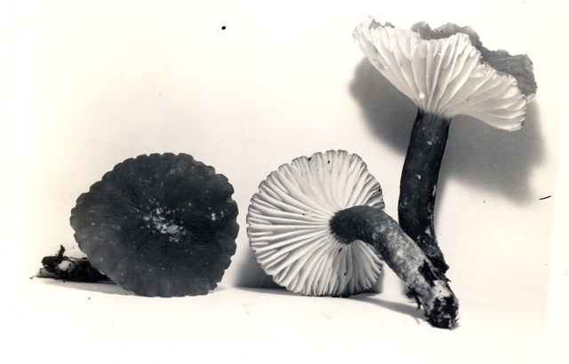 Lactarius subrubescens image