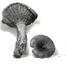 Lactarius atroviridis image