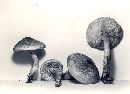 Tricholoma vaccinum image