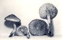 Tricholoma vaccinum image