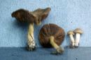 Cortinarius mucosus image