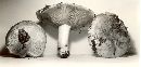 Tricholoma pessundatum image