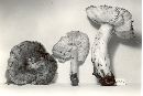 Tricholoma portentosum image