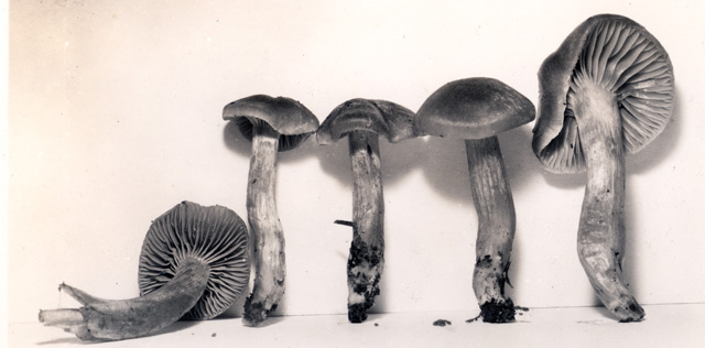 Hygrophorus kauffmanii image