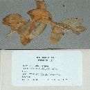 Ovularia asteris image