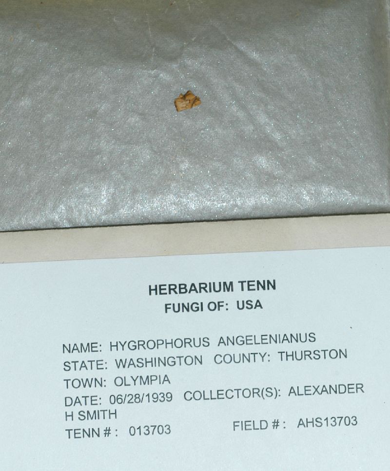 Hygrophorus angelesianus image