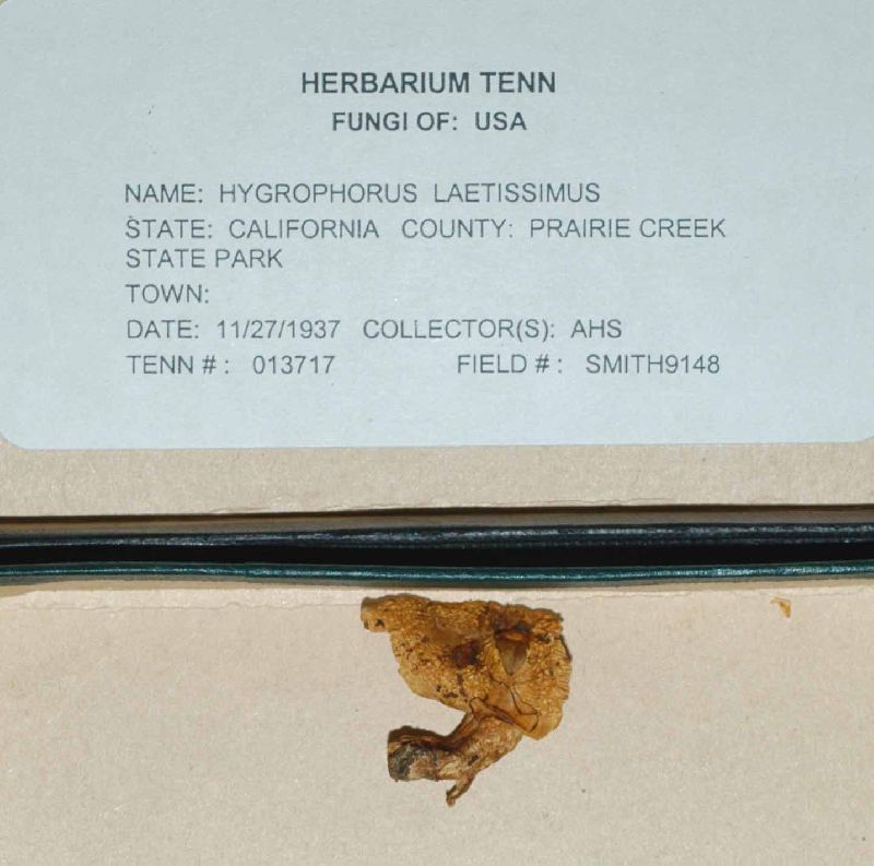 Hygrophorus laetissimus image