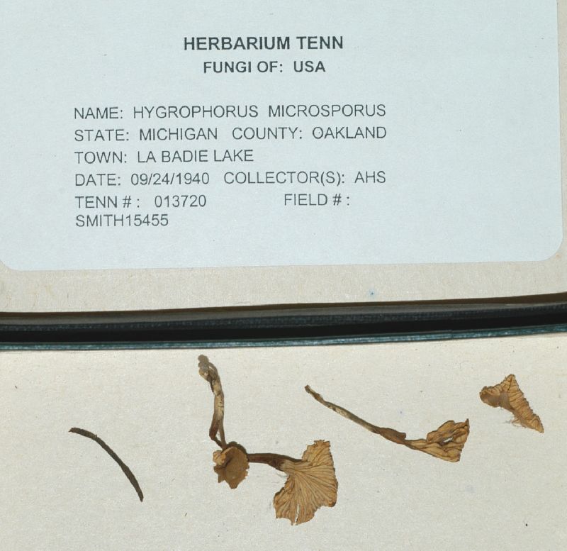Camarophyllopsis microspora image